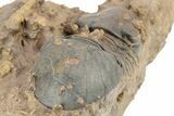 Paralejurus Trilobite With Microfossils - Lghaft, Morocco #253699-5